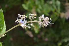 Clerodendrum serratum var. serratum